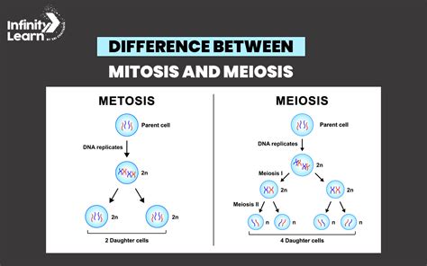 what distinguishes mitosis from meiosis